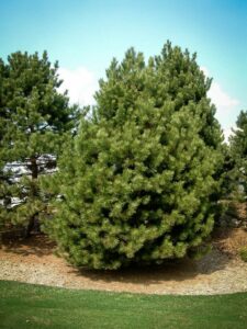 Сосна Чёрная (Pinus Nigra) купить по цене от 270.00р. в интернет-магазине «Посадика» с доставкой почтой в в Кореновске и по всей России – [изображение №1].