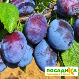 Слива Чачакская ранняя купить по цене от 229.00р. в интернет-магазине «Посадика» с доставкой почтой в в Кореновске и по всей России – [изображение №1].