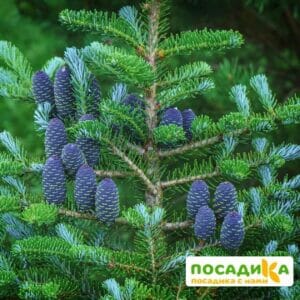 Пихта корейская (Abies koreana) купить по цене от 450.00р. в интернет-магазине «Посадика» с доставкой почтой в в Кореновске и по всей России – [изображение №1].