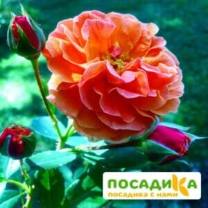 Роза Арабия купить по цене от 350.00р. в интернет-магазине «Посадика» с доставкой почтой в в Кореновске и по всей России – [изображение №1].