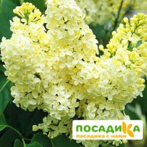 Сирень Примроуз (Primrose) купить по цене от 529.00р. в интернет-магазине «Посадика» с доставкой почтой в в Кореновске и по всей России – [изображение №1].