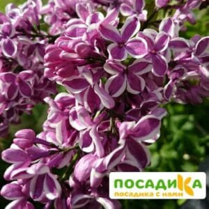 Сирень Сенсация купить по цене от 529.00р. в интернет-магазине «Посадика» с доставкой почтой в в Кореновске и по всей России – [изображение №1].