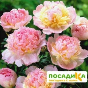 Пион Распберри Сандей (Paeonia Raspberry Sundae) купить по цене от 959р. в интернет-магазине «Посадика» с доставкой почтой в в Кореновске и по всей России – [изображение №1].