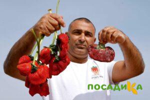 Клубника Гигант Джорнея купить по цене от 266р. в интернет-магазине «Посадика» с доставкой почтой в в Кореновске и по всей России – [изображение №1].