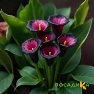 Калла Аура Лейс купить по цене от 400р. в интернет-магазине «Посадика» с доставкой почтой в в Кореновске и по всей России – [изображение №1].