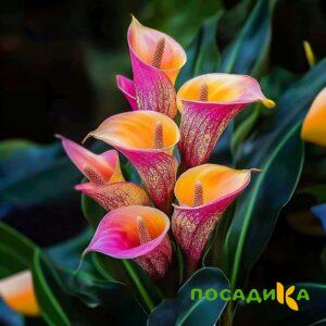 Калла Оникс купить по цене от 450р. в интернет-магазине «Посадика» с доставкой почтой в в Кореновске и по всей России – [изображение №1].