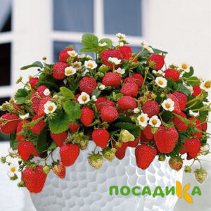 Клубника Рубиновый Шепот (горшечная) купить по цене от 240р. в интернет-магазине «Посадика» с доставкой почтой в в Кореновске и по всей России – [изображение №1].