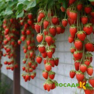 Клубника вьющаяся Комплимент купить по цене от 470р. в интернет-магазине «Посадика» с доставкой почтой в в Кореновске и по всей России – [изображение №1].
