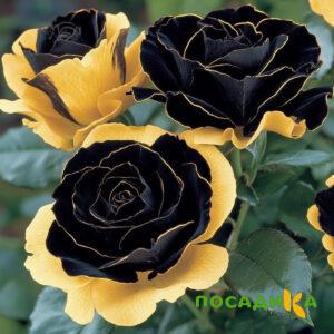 Роза Ханни Сикл купить по цене от 700р. в интернет-магазине «Посадика» с доставкой почтой в в Кореновске и по всей России – [изображение №1].