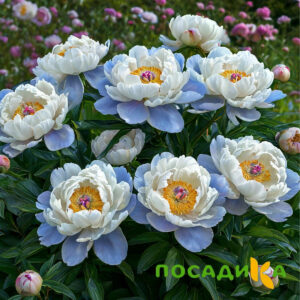 Пион акварельный Этюд купить по цене от 806р. в интернет-магазине «Посадика» с доставкой почтой в в Кореновске и по всей России – [изображение №1].