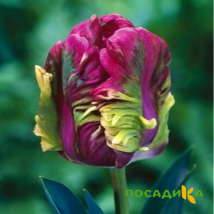 Тюльпан Экзотик Хэвен купить по цене от 186р. в интернет-магазине «Посадика» с доставкой почтой в в Кореновске и по всей России – [изображение №1].