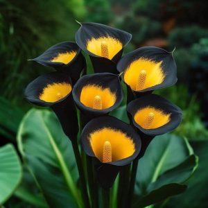 Калла Легато купить по цене от 620р. в интернет-магазине «Посадика» с доставкой почтой в в Кореновске и по всей России – [изображение №1].