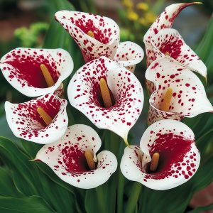 Калла Эмпайр купить по цене от 302р. в интернет-магазине «Посадика» с доставкой почтой в в Кореновске и по всей России – [изображение №1].