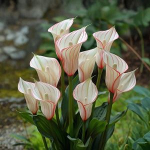 Калла Глейшер купить по цене от 299р. в интернет-магазине «Посадика» с доставкой почтой в в Кореновске и по всей России – [изображение №1].