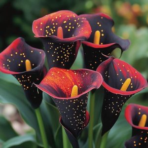 Калла Нуар купить по цене от 299р. в интернет-магазине «Посадика» с доставкой почтой в в Кореновске и по всей России – [изображение №1].