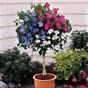 Гибискус-Дерево Триколор купить по цене от 289р. в интернет-магазине «Посадика» с доставкой почтой в в Кореновске и по всей России – [изображение №1].