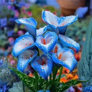 Калла Портрейт купить по цене от 292р. в интернет-магазине «Посадика» с доставкой почтой в в Кореновске и по всей России – [изображение №1].