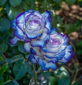 Роза Пэтолз Хоуп купить по цене от 333р. в интернет-магазине «Посадика» с доставкой почтой в в Кореновске и по всей России – [изображение №1].