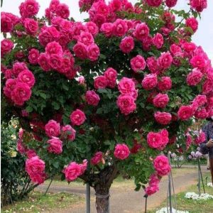 Роза Версаля купить по цене от 232р. в интернет-магазине «Посадика» с доставкой почтой в в Кореновске и по всей России – [изображение №1].