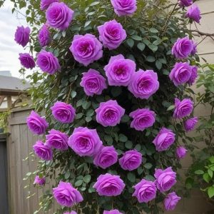 Роза Мистик Уайт купить по цене от 620р. в интернет-магазине «Посадика» с доставкой почтой в в Кореновске и по всей России – [изображение №1].