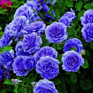 Роза Блю Мун купить по цене от 450р. в интернет-магазине «Посадика» с доставкой почтой в в Кореновске и по всей России – [изображение №1].