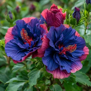 Гибискус Роуз Шайн купить по цене от 360р. в интернет-магазине «Посадика» с доставкой почтой в в Кореновске и по всей России – [изображение №1].