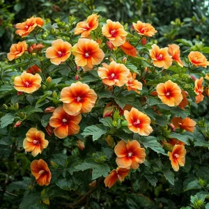 Гибискус Кристал Рэй купить по цене от 458р. в интернет-магазине «Посадика» с доставкой почтой в в Кореновске и по всей России – [изображение №1].