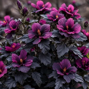 Гибискус Корал Чарм купить по цене от 271р. в интернет-магазине «Посадика» с доставкой почтой в в Кореновске и по всей России – [изображение №1].