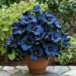 Гибискус Селестиал Флейм купить по цене от 326р. в интернет-магазине «Посадика» с доставкой почтой в в Кореновске и по всей России – [изображение №1].