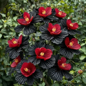 Гибискус Ройял Афеа купить по цене от 460р. в интернет-магазине «Посадика» с доставкой почтой в в Кореновске и по всей России – [изображение №1].