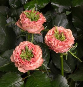 Роза Амбер Инчант купить по цене от 495р. в интернет-магазине «Посадика» с доставкой почтой в в Кореновске и по всей России – [изображение №1].