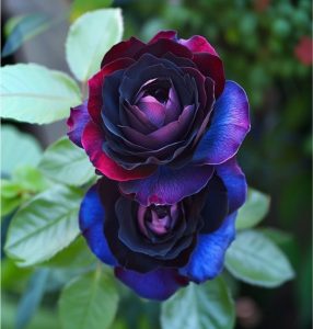 Роза Скарлет Рэвери купить по цене от 489р. в интернет-магазине «Посадика» с доставкой почтой в в Кореновске и по всей России – [изображение №1].