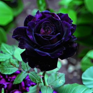 Роза Блэк Пантер купить по цене от 319р. в интернет-магазине «Посадика» с доставкой почтой в в Кореновске и по всей России – [изображение №1].