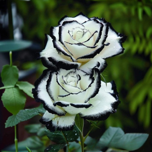 Роза Силк Ивин купить по цене от 319р. в интернет-магазине «Посадика» с доставкой почтой в в Кореновске и по всей России – [изображение №1].