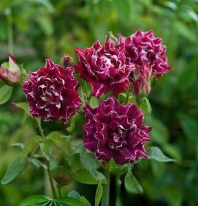 Роза Опаловый Пейзаж купить по цене от 490р. в интернет-магазине «Посадика» с доставкой почтой в в Кореновске и по всей России – [изображение №1].