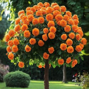 Роза Солнечный Шарм купить по цене от 349р. в интернет-магазине «Посадика» с доставкой почтой в в Кореновске и по всей России – [изображение №1].