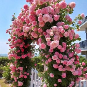 Роза Пастель Розе купить по цене от 605р. в интернет-магазине «Посадика» с доставкой почтой в в Кореновске и по всей России – [изображение №1].