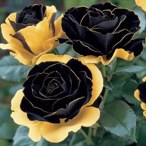 Роза Ханни Сикл купить по цене от 700р. в интернет-магазине «Посадика» с доставкой почтой в в Кореновске и по всей России – [изображение №1].