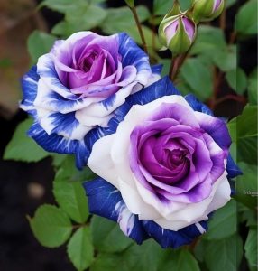 Роза Айвори Каскад купить по цене от 420р. в интернет-магазине «Посадика» с доставкой почтой в в Кореновске и по всей России – [изображение №1].