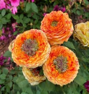 Роза Золотой Мираж купить по цене от 420р. в интернет-магазине «Посадика» с доставкой почтой в в Кореновске и по всей России – [изображение №1].