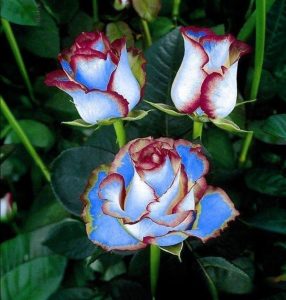 Роза Сафайер Пэтл купить по цене от 450р. в интернет-магазине «Посадика» с доставкой почтой в в Кореновске и по всей России – [изображение №1].