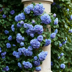 Роза плетистая Блю Перпл купить по цене от 540р. в интернет-магазине «Посадика» с доставкой почтой в в Кореновске и по всей России – [изображение №1].